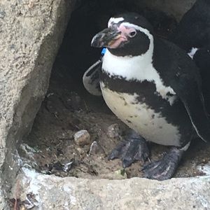 Meet your Posher, Joe